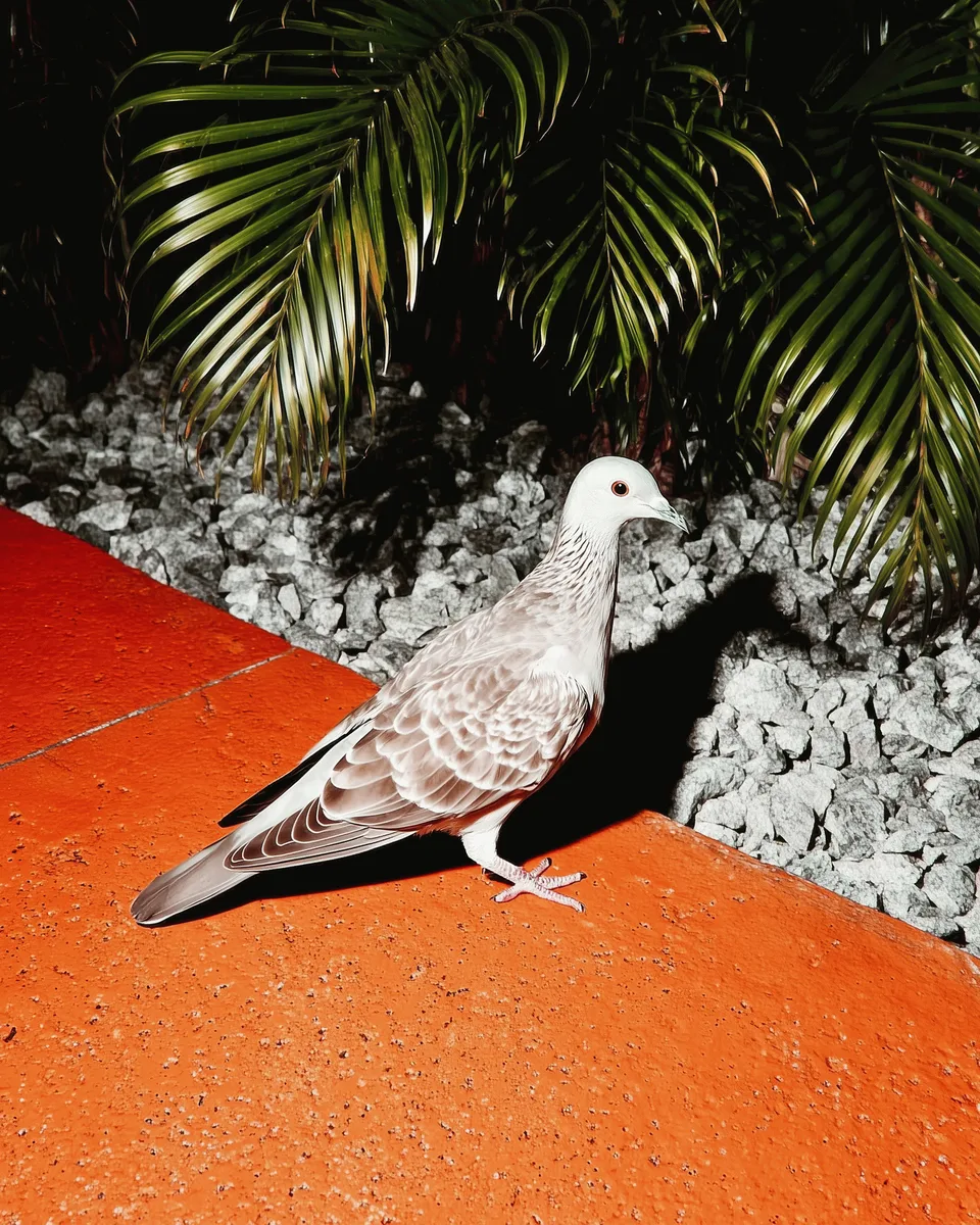 Luminaden, brand space: pigeon on a red floor in front of palm leaves